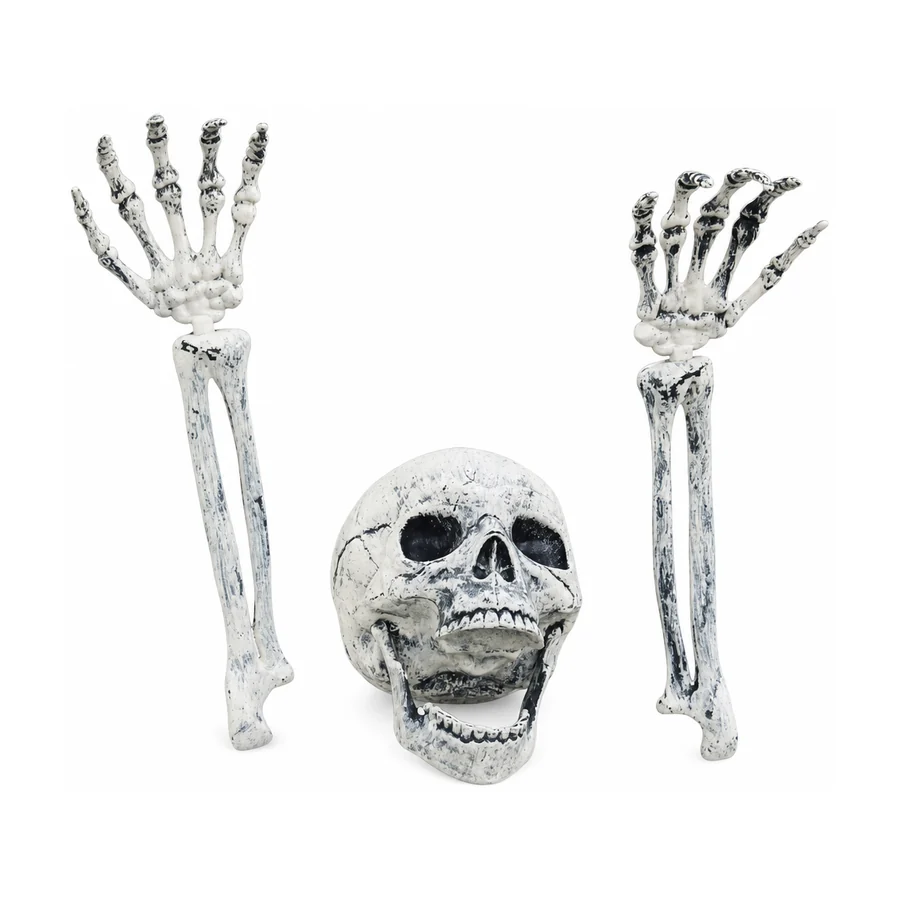 Ashgrave Skeleton, studio packshot on white