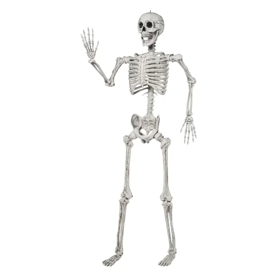 Grimsby 5.6 ft Skeleton, closer in