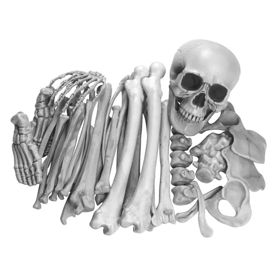 Hexley Skeleton, closer in