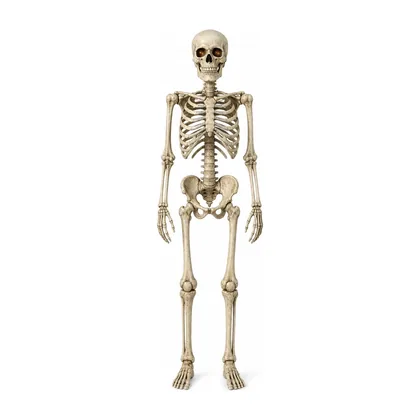 Nightwatch seven-foot articulated skeleton, full body, studio white